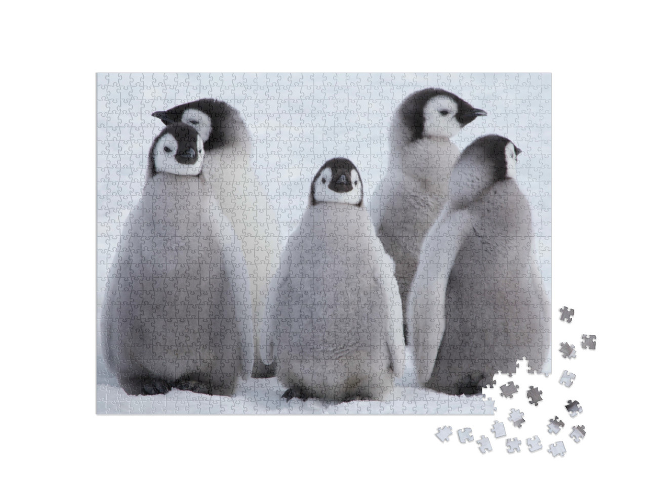 Puzzle 1000 Teile „Kaiserpinguinküken in der Antarktis“