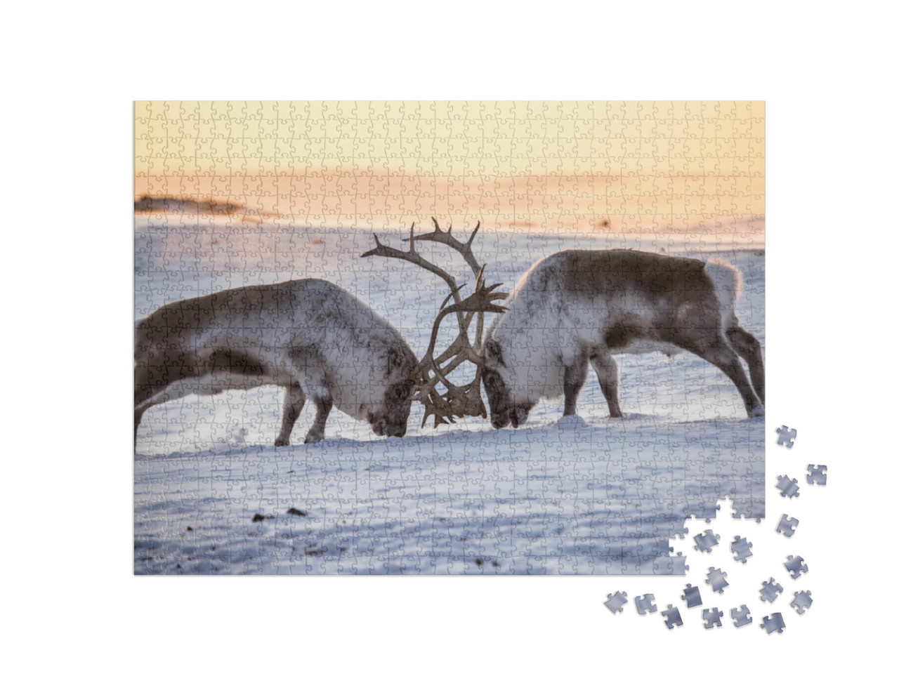 Puzzle 1000 Teile „Zwei Rentiere beim Kräftemessen, Südspitzbergen“
