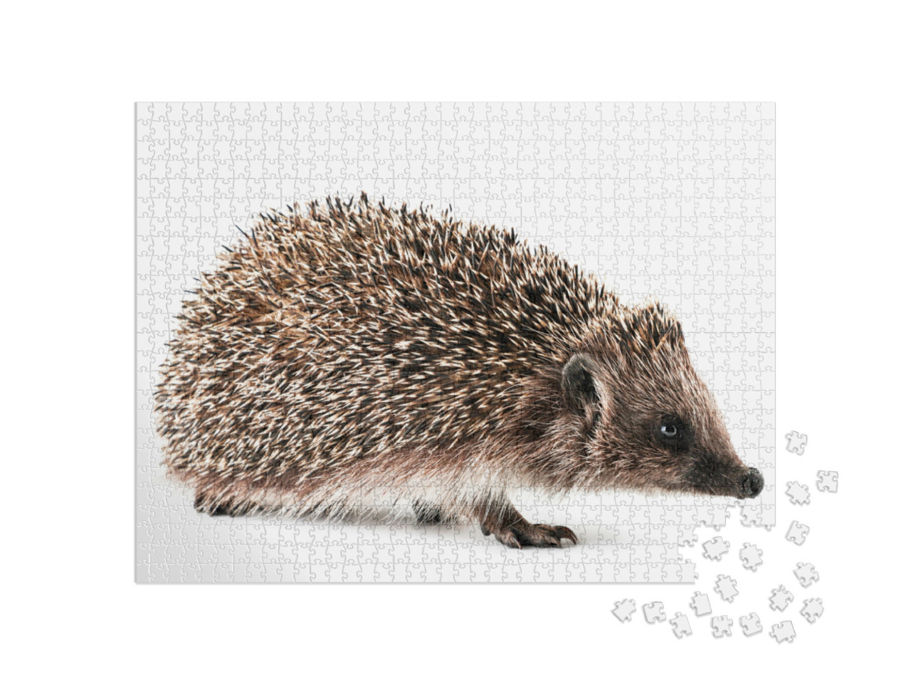 Puzzle 1000 Teile „Nahaufnahme eines Igels auf weißem Hintergrund“