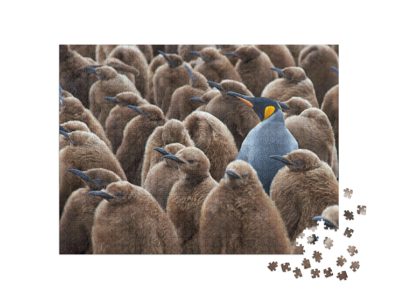 Puzzle 1000 Teile „Ausgewachsener Königspinguin in einer Gruppe von Jungtieren“