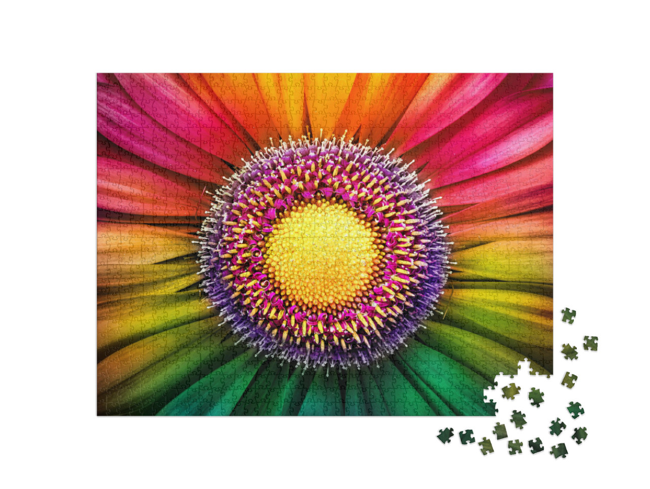 Puzzle 1000 Teile „Gerbera - Makrofotografie“