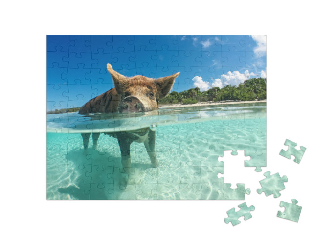 Puzzle 100 Teile „Wasserbegeistertes Wildschwein auf den Bahamas, Karibik“