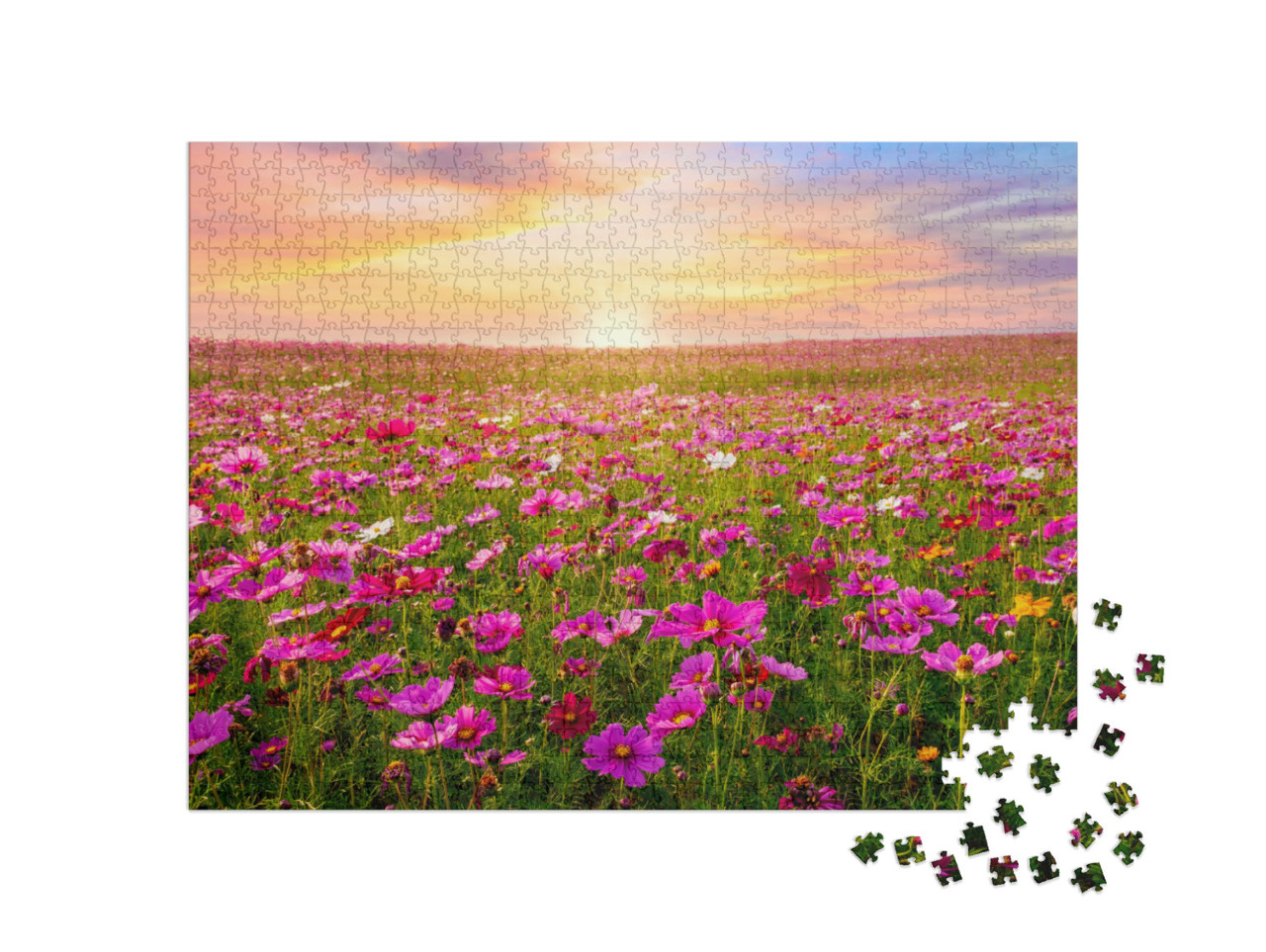 Puzzle 1000 Teile „Kosmeenfeld im Sonnenuntergang“