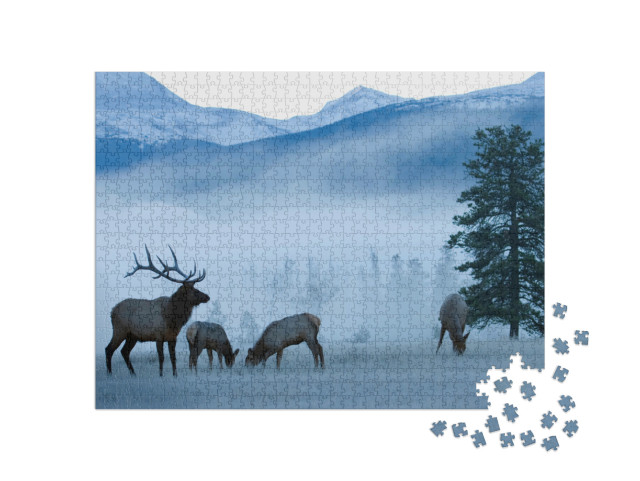 Puzzle 1000 Teile „Elchbulle und Kühe, Rocky Mountains“