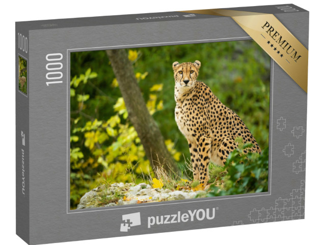 Puzzle 1000 Teile „Nahaufnahme eines ruhenden Geparden“