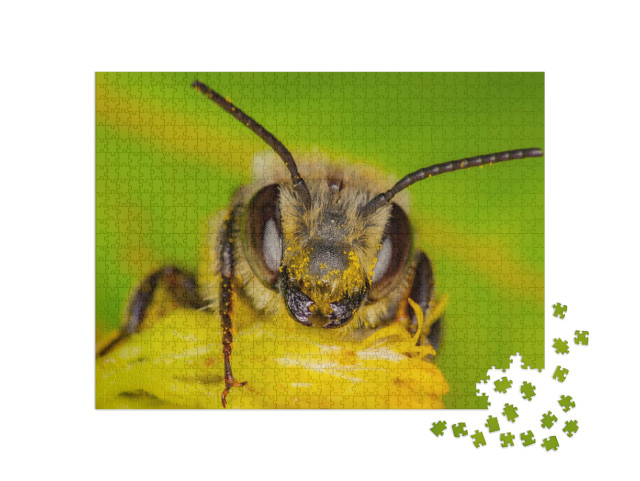 Puzzle 1000 Teile „Eine Wildbiene sammelt Pollen, Quebec, Kanada“
