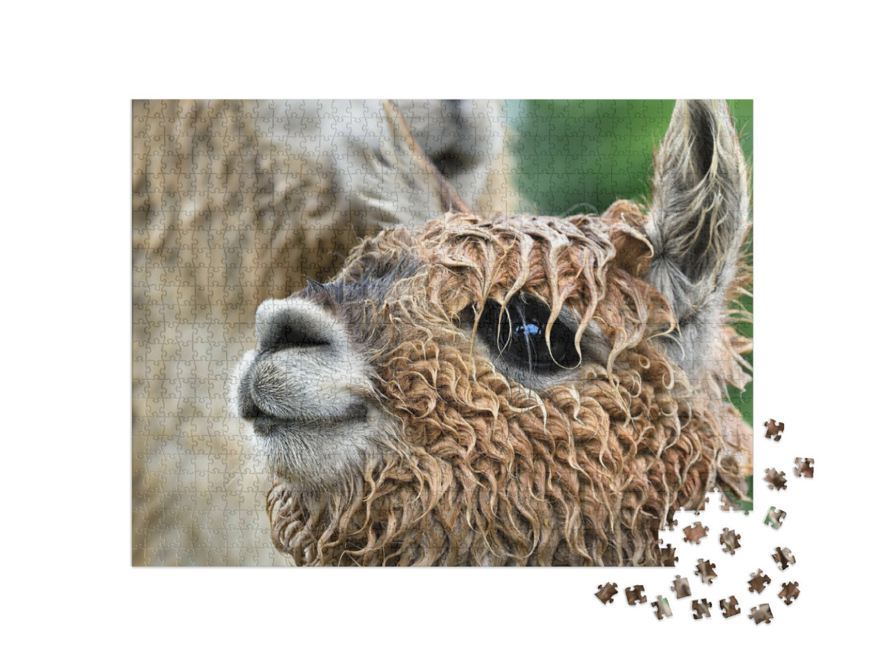 Puzzle 1000 Teile „Nahaufnahme eines Alpakas“