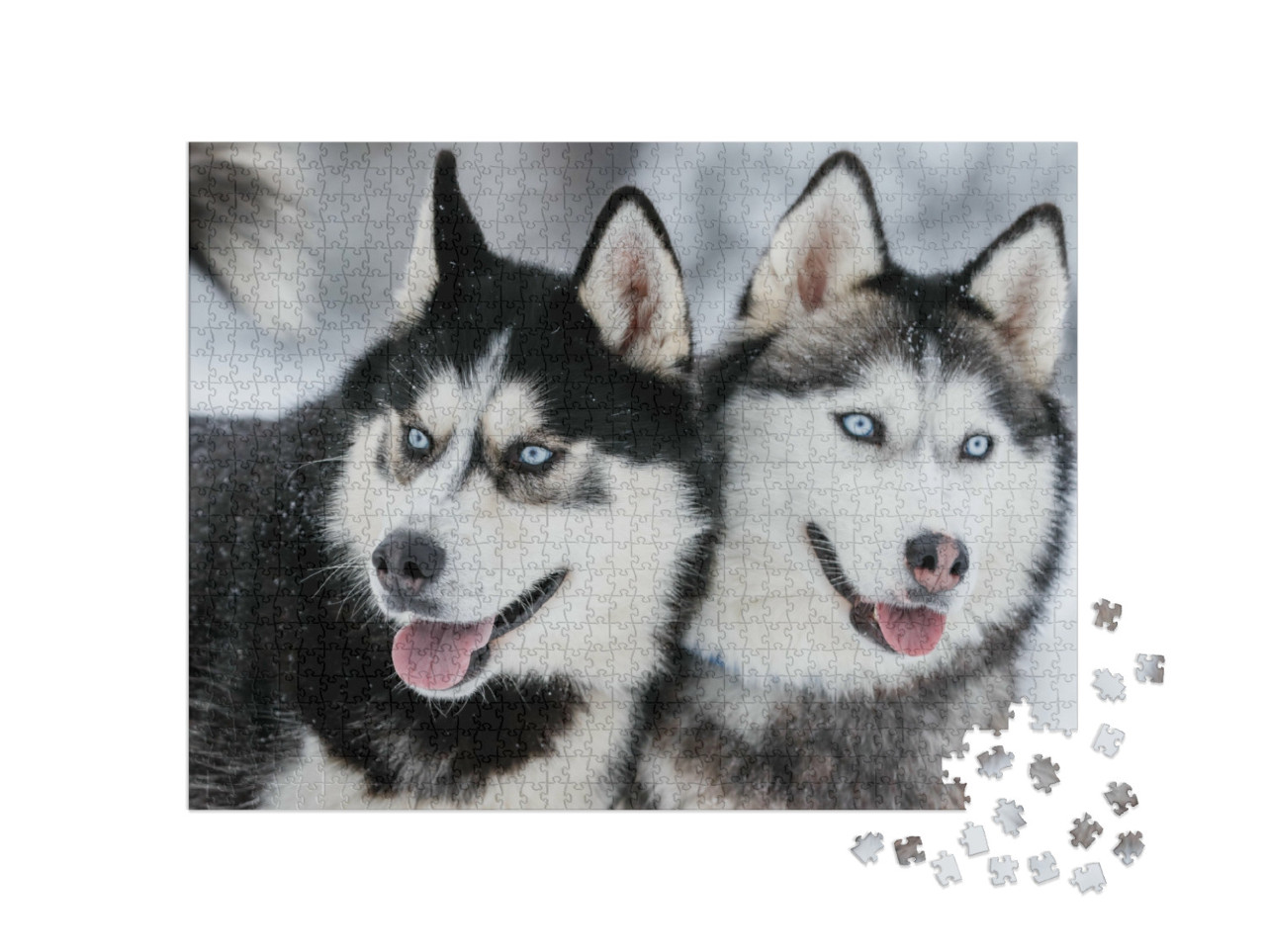 Puzzle 1000 Teile „Sibirische Huskys mit stahlblauen Augen“