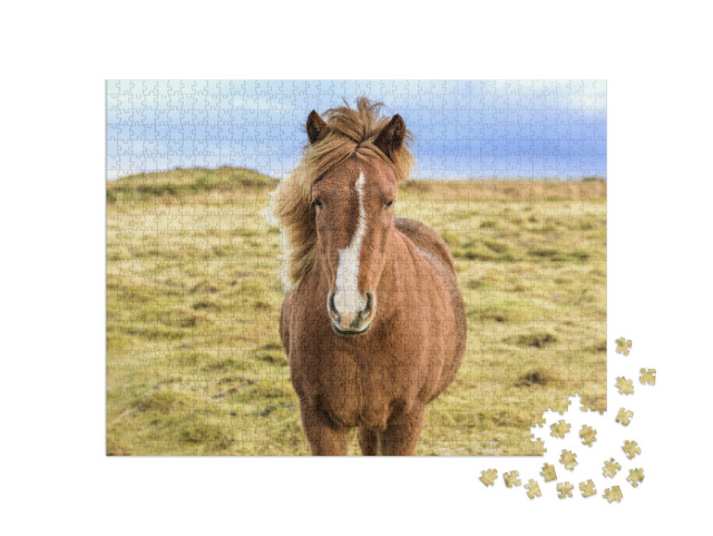 Puzzle 1000 Teile „Islandpony in freier Wildbahn“