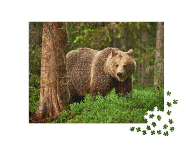 Puzzle 1000 Teile „Ein Braunbär, frei in der finnischen Taiga“