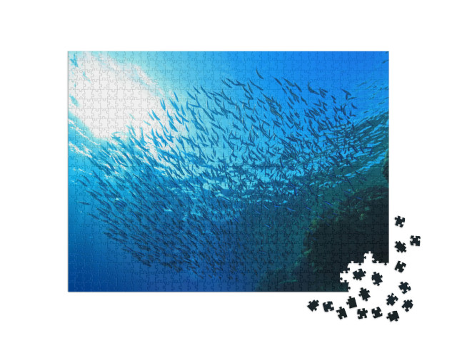 Puzzle 1000 Teile „Schwarm kleiner Fische in der Nähe eines Korallenriffs im Roten Meer“