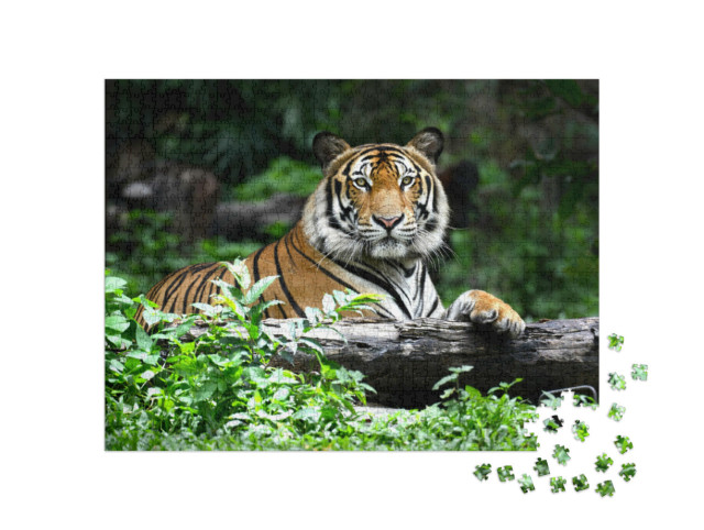 Puzzle 1000 Teile „Bengalischer Tiger“