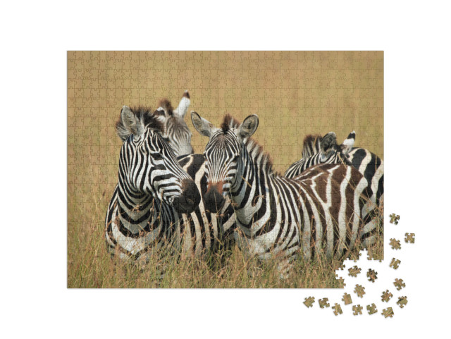 Puzzle 1000 Teile „Steppenzebras in der Savanne, Maasai Mara, Kenia“