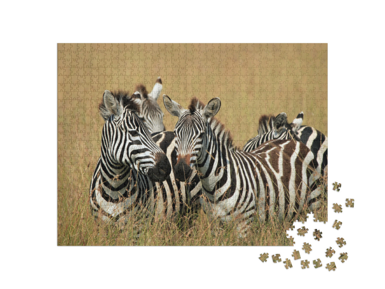 Puzzle 1000 Teile „Steppenzebras in der Savanne, Maasai Mara, Kenia“