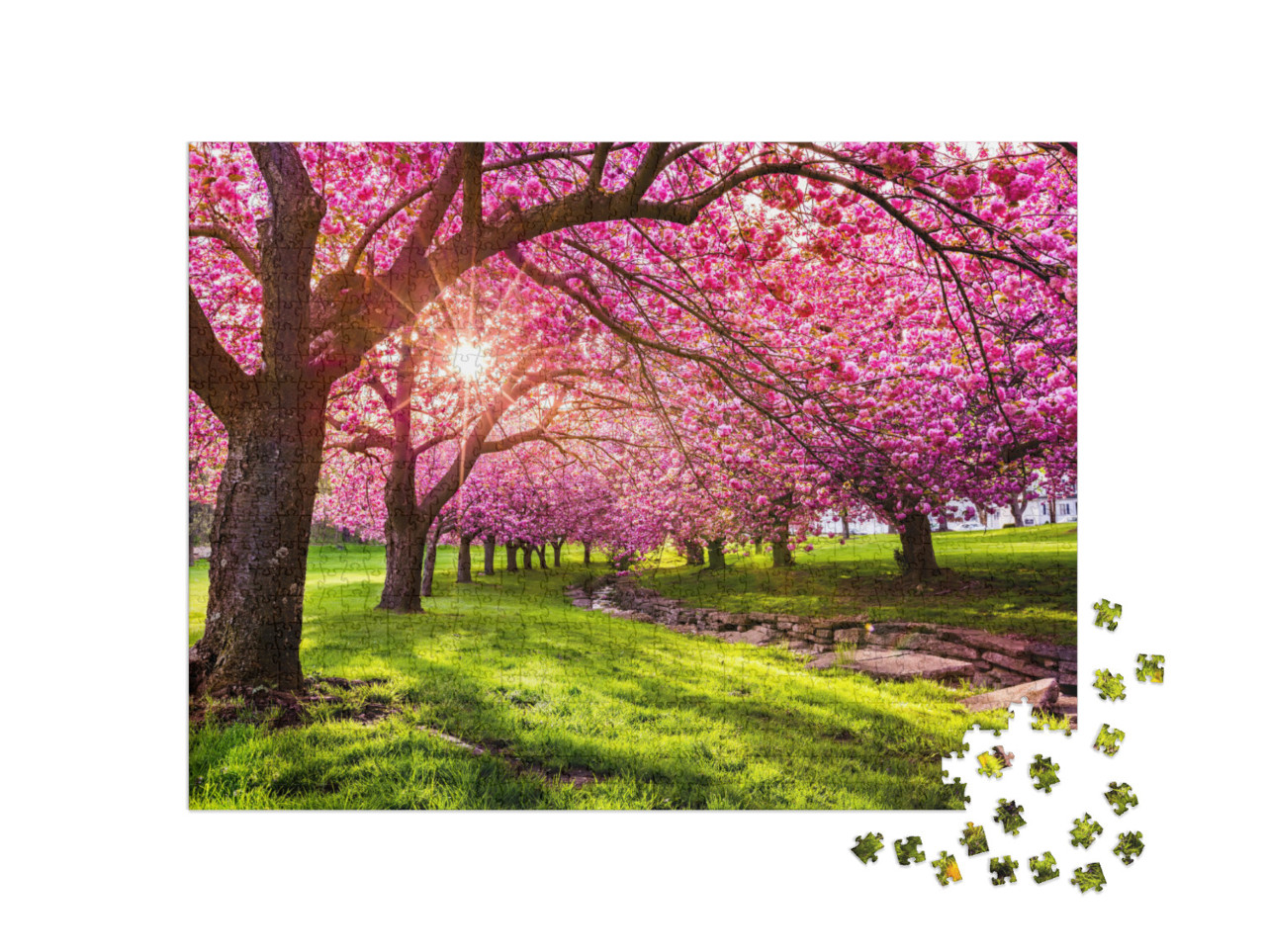 Puzzle 1000 Teile „Kirschblüten im Hurd Park, Dover, New Jersey“