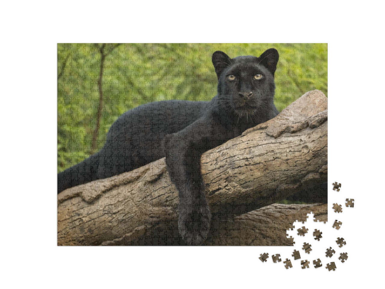 Puzzle 1000 Teile „Schwarzer Panther auf einem Baumstamm  “