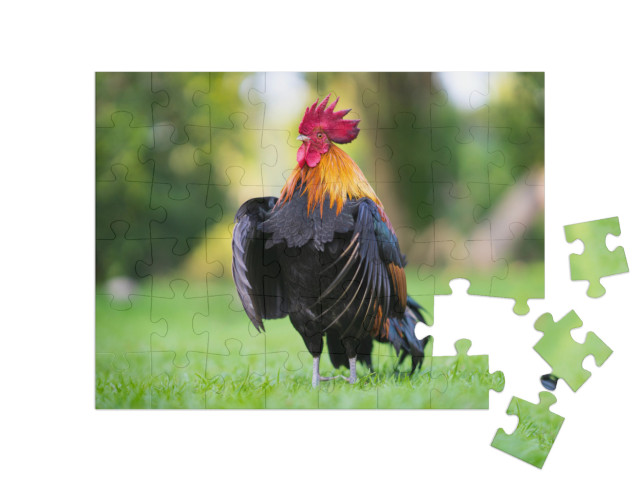 Puzzle 48 Teile „Imposanter Hahn auf der Wiese“