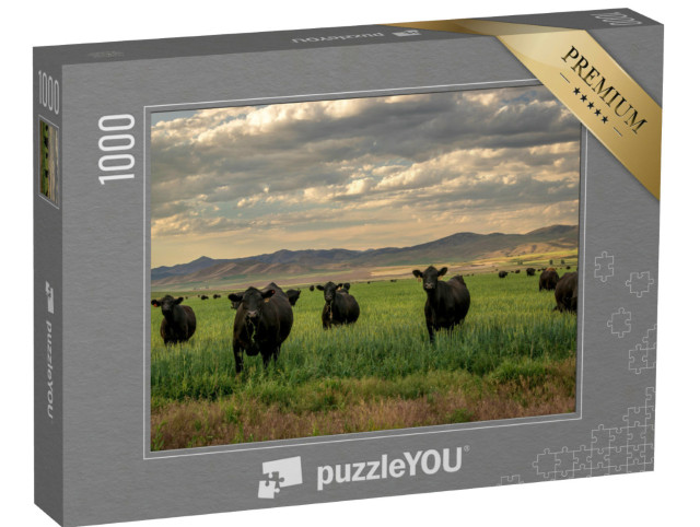 Puzzle 1000 Teile „Herde von Black-Angus-Rindern im Grasfeld“