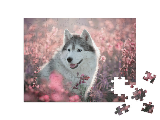 Puzzle 100 Teile „Wundeschöner Husky auf einem blühenden Feld“