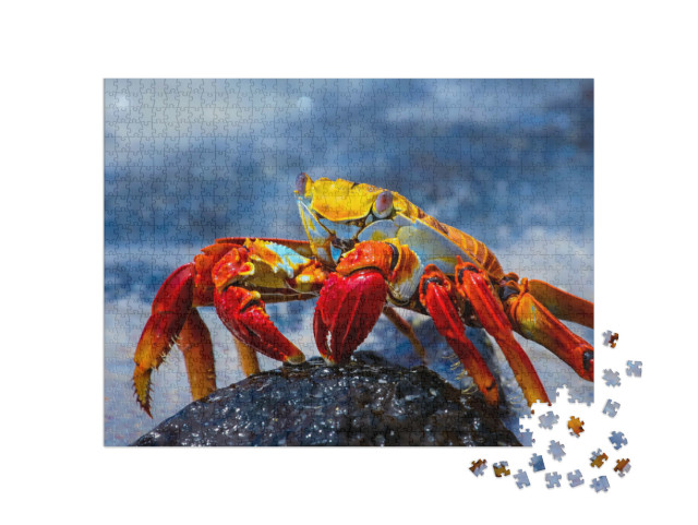 Puzzle 1000 Teile „Sally Lightfoot Krabbe auf einem Lavafelsen, Galapagos“