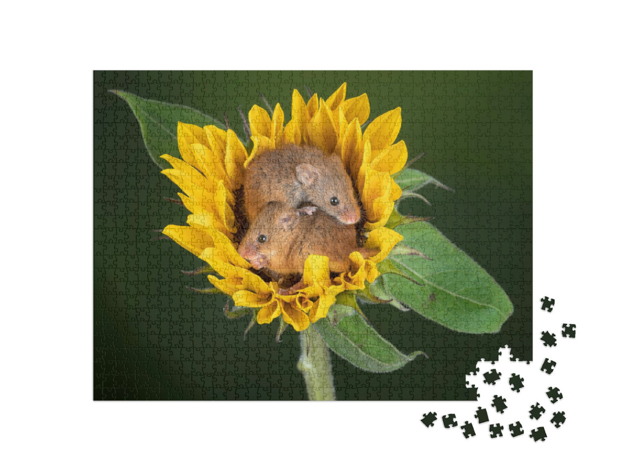 Puzzle 1000 Teile „Zwei Mäuse kuscheln sich in eine Sonnenblume“