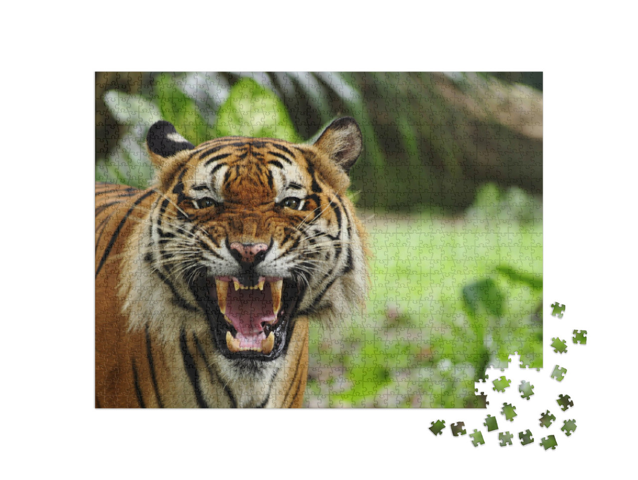 Puzzle 1000 Teile „Gebleckte Zähne eines Tigers“