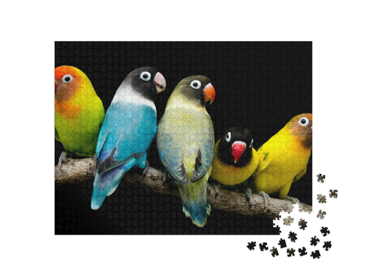 Puzzle 1000 Teile „Papagei mit prächtigen Farben“