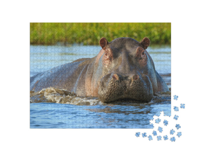 Puzzle 1000 Teile „Flusspferde im Liwonde Nationalpark, Malawi“