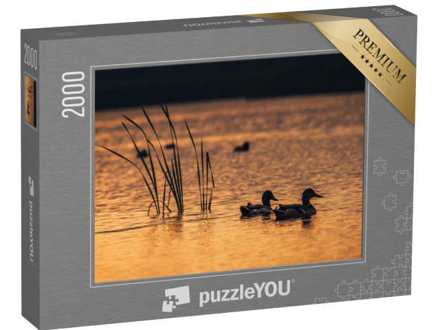 Puzzle 2000 Teile „Enten im Wasser des Sees während des Sonnenaufgangs“