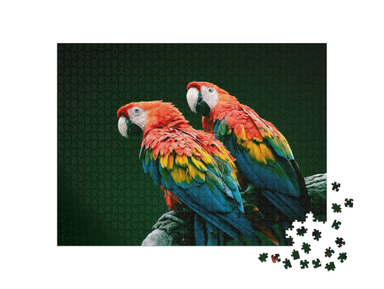 Puzzle 1000 Teile „Rote Aras“