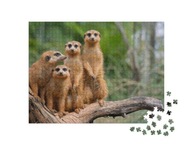 Puzzle 1000 Teile „Familie der Erdmännchen“