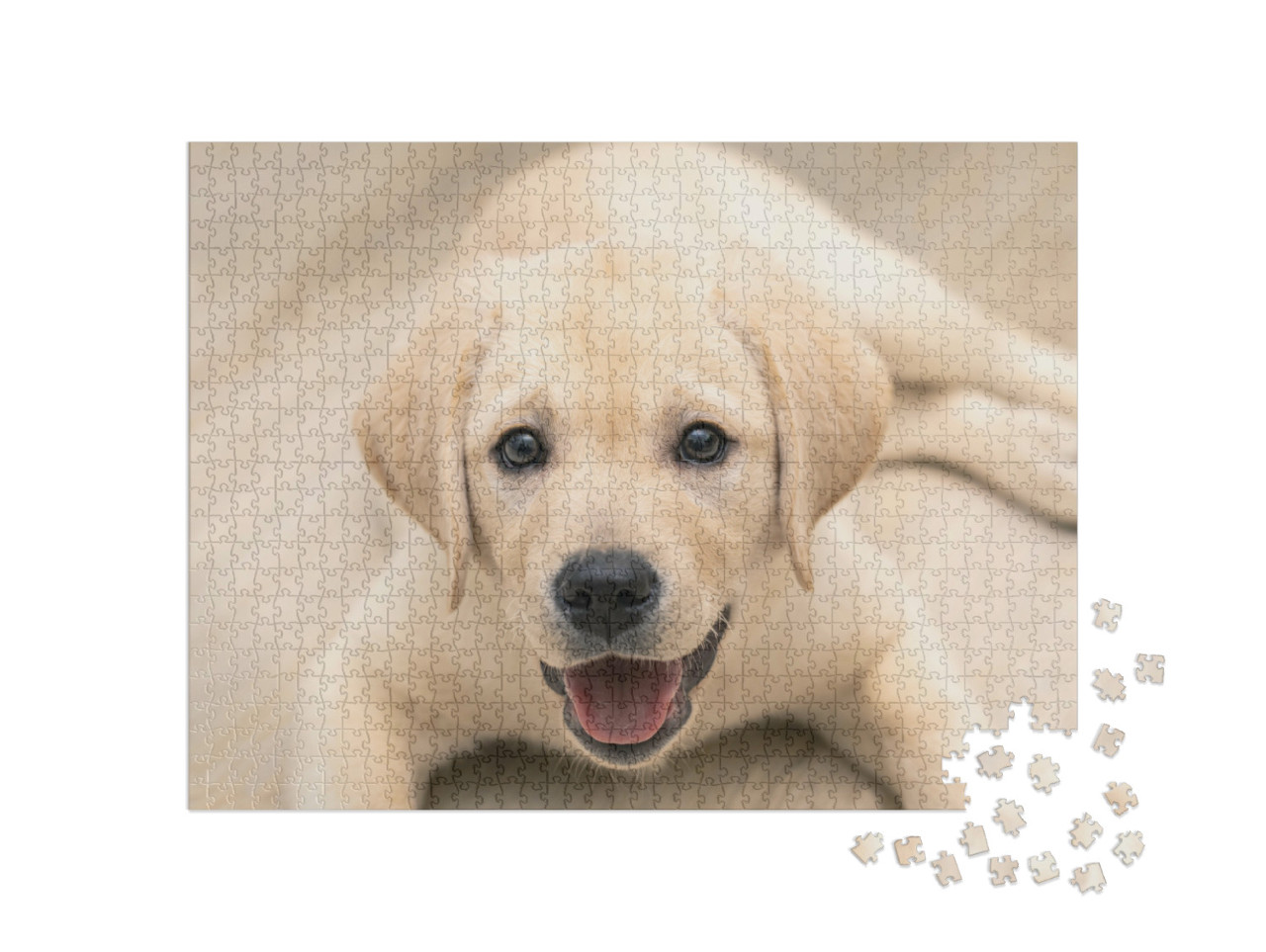 Puzzle 1000 Teile „Liebenswerter goldener Labrador-Welpe in Nahaufnahme“