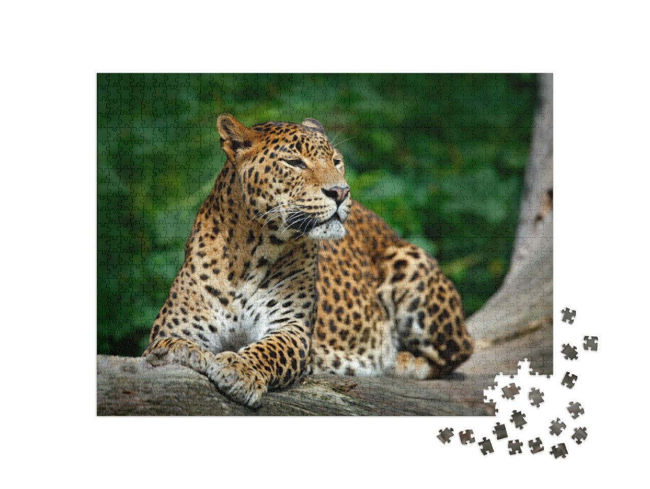Puzzle 1000 Teile „Leopard im Yala-Nationalpark, Sri Lanka“