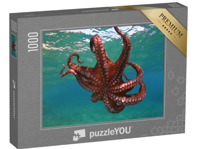 Puzzle 1000 Teile „Oktopusse schwimmen in tropischer Bucht“