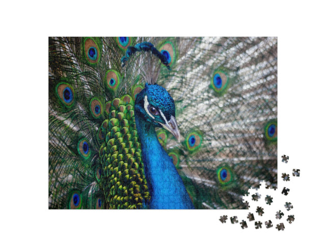 Puzzle 1000 Teile „Schöner Pfauenkopf“