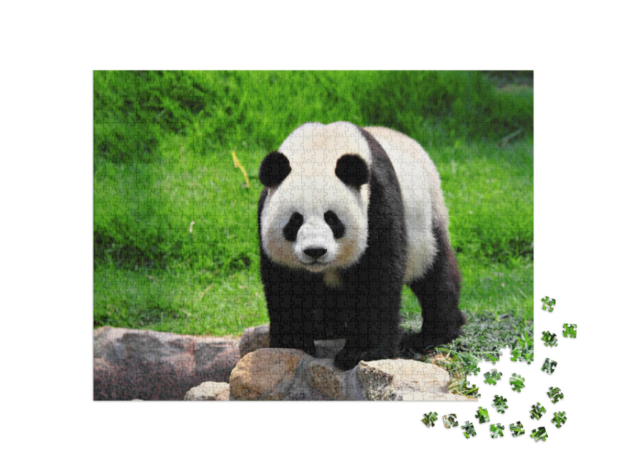 Puzzle 1000 Teile „Panda“