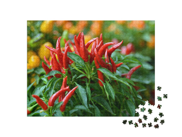 Puzzle 1000 Teile „Chilis aus der Vogelperspektive am Strauch“