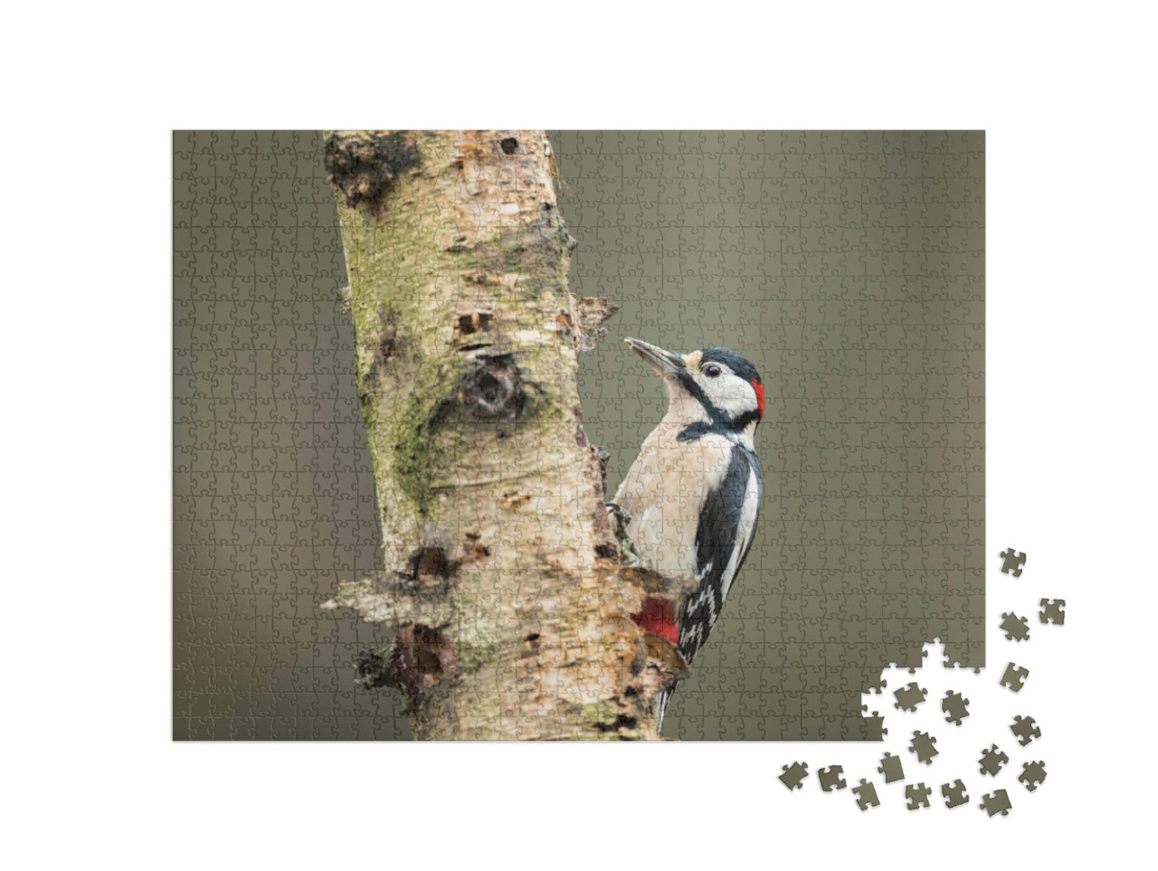 Puzzle 1000 Teile „Buntspecht auf der Suche nach Nahrung an einer Birke“