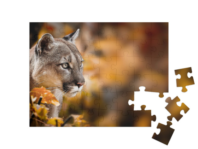 Puzzle 48 Teile „Puma, auch bekannt als Berglöwe“