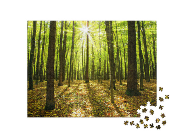 Puzzle 1000 Teile „Herbstwald mit Bäumen und Sonnenlicht“