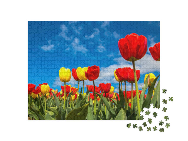 Puzzle 1000 Teile „Bunte Tulpenfelder im Frühling mit blauem Himmel“