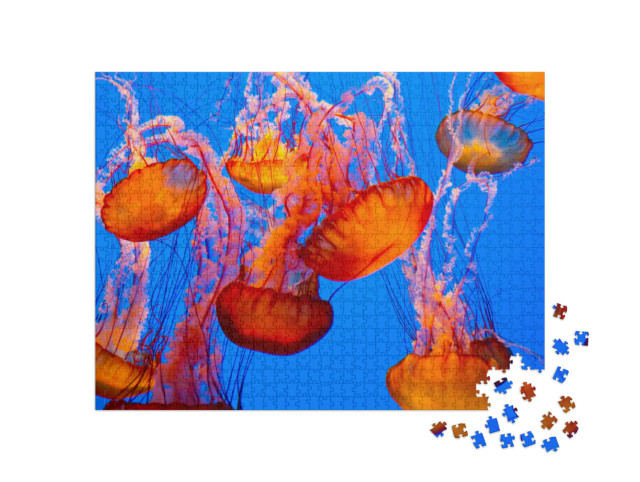 Puzzle 1000 Teile „Spektakuläre orangene Quallen“