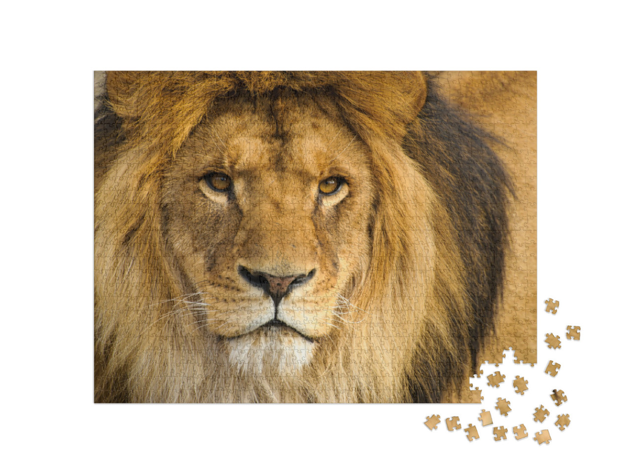 Puzzle 1000 Teile „Portrait eines männlichen Löwen“
