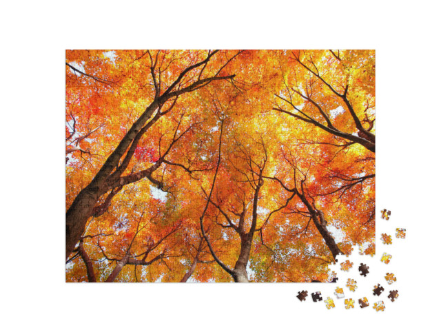 Puzzle 1000 Teile „Ahornbäume im Herbst“