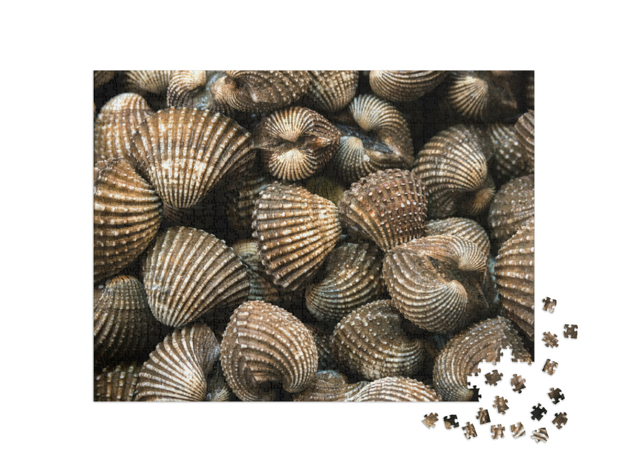 Puzzle 1000 Teile „Schalen auf Eis“