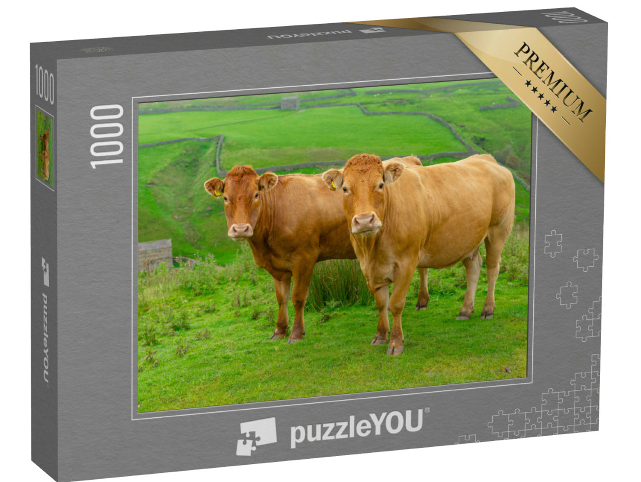 Puzzle 1000 Teile „Zwei schöne Limousin-Kühe auf den High Fells bei Keld in North Yorkshire“