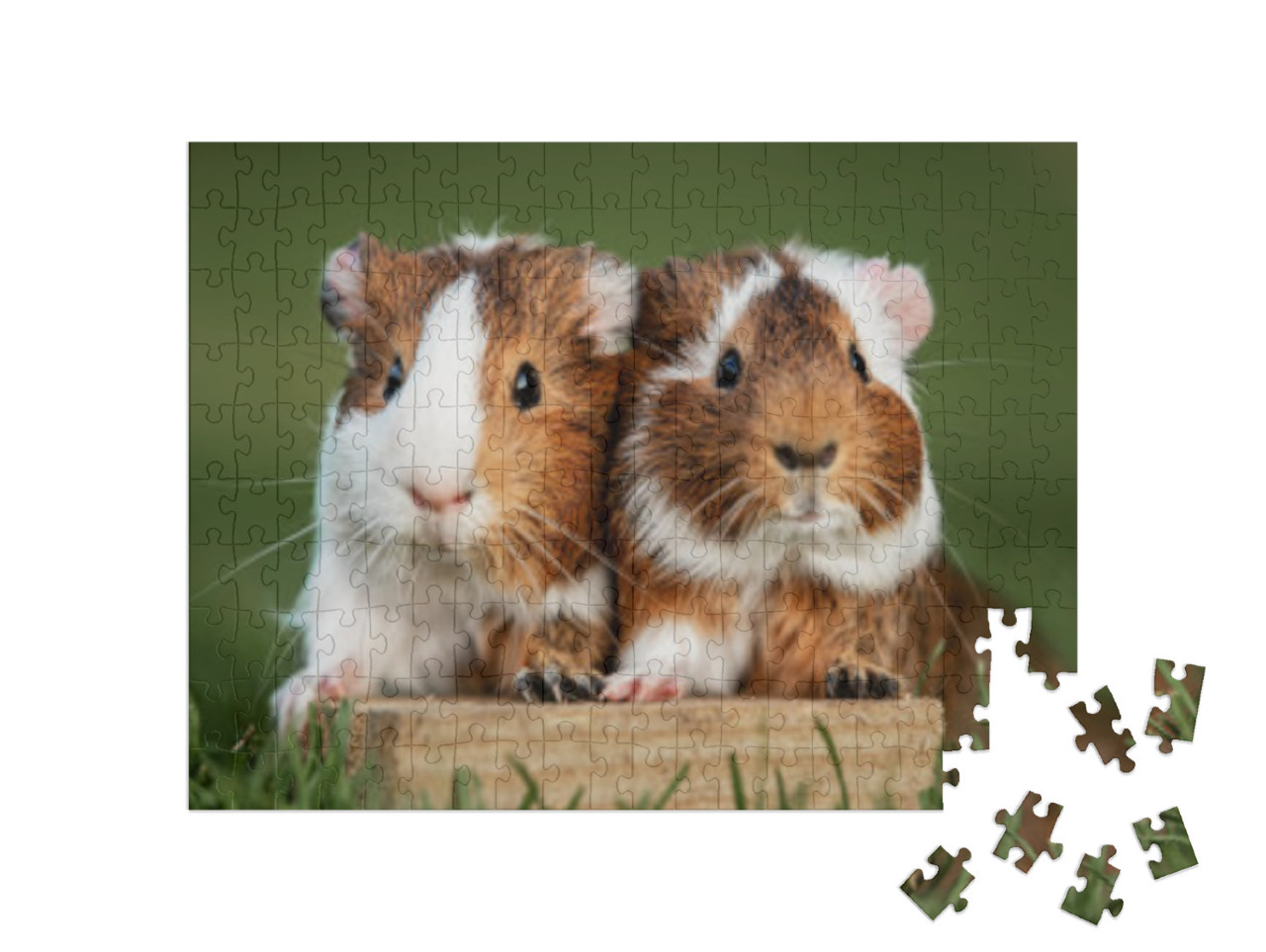 Puzzle 200 Teile „Zwei Meerschweinchen“
