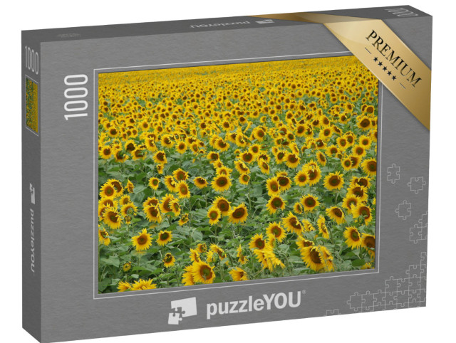 Puzzle 1000 Teile „Sonnenblumen soweit das Auge reicht“