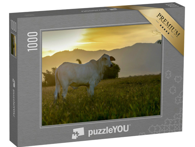Puzzle 1000 Teile „Nelore-Rind auf der Weide im Sonnenuntergang“