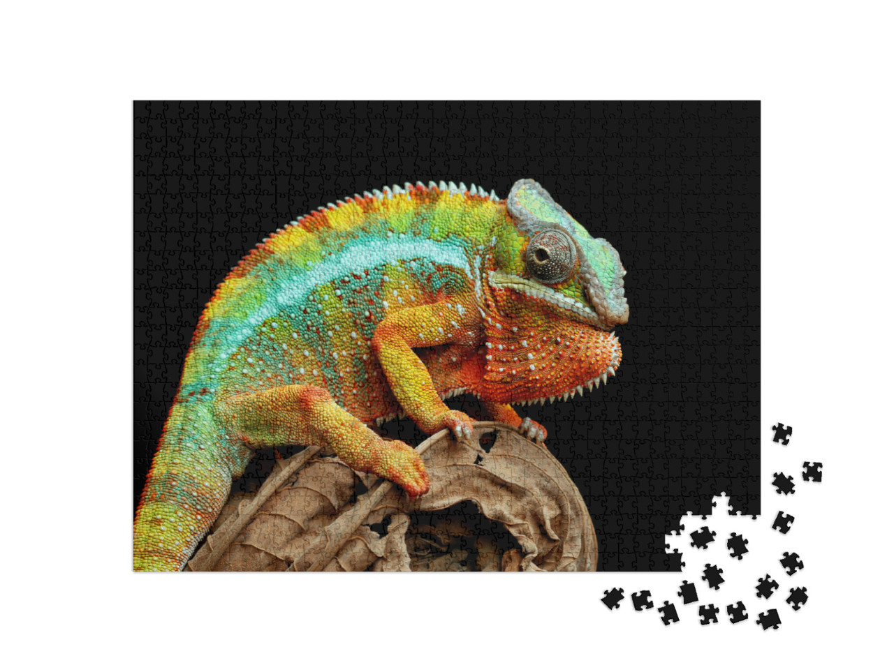 Puzzle 1000 Teile „Chamäleon Panther auf trockenen Blättern“